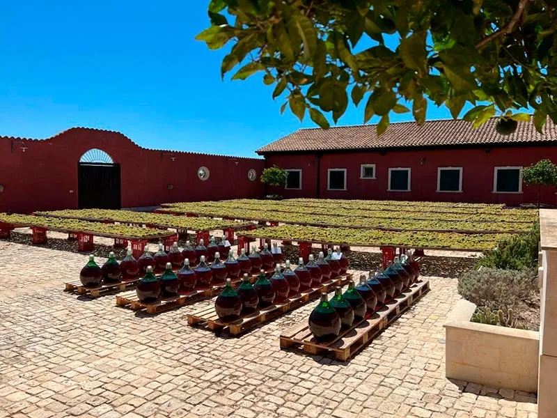 Marabino 5