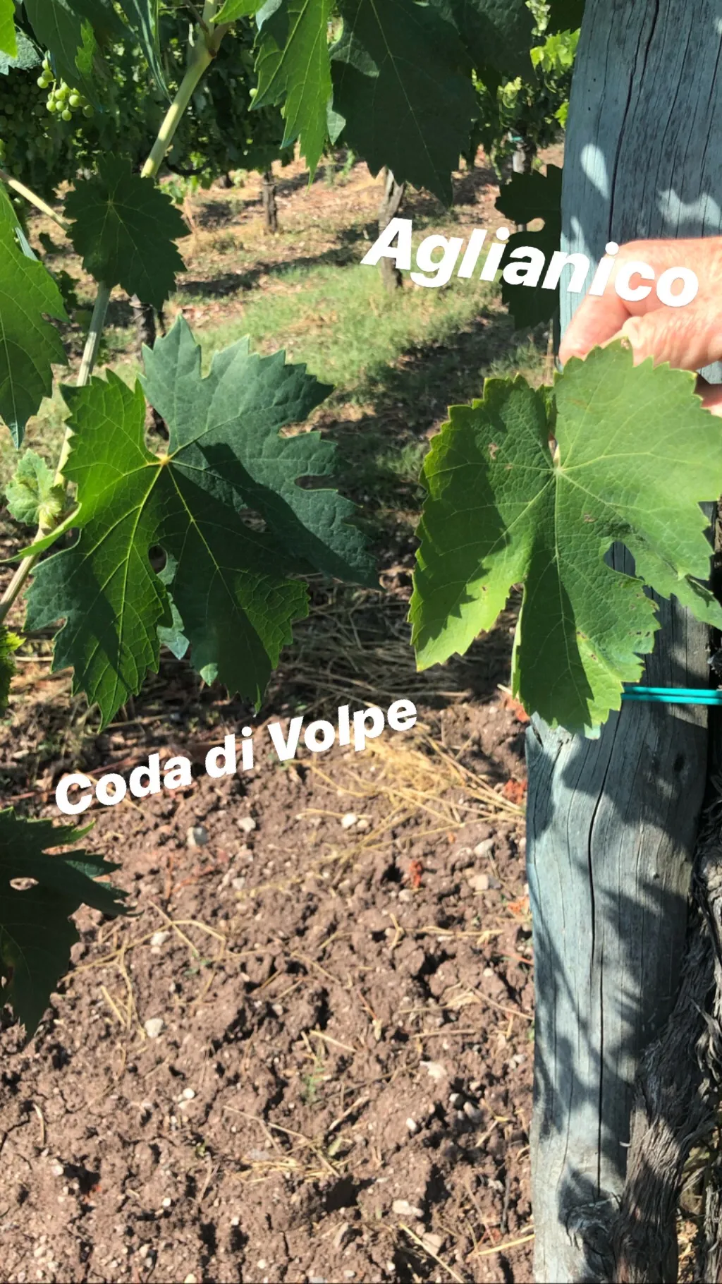 Michele Perillo 2
