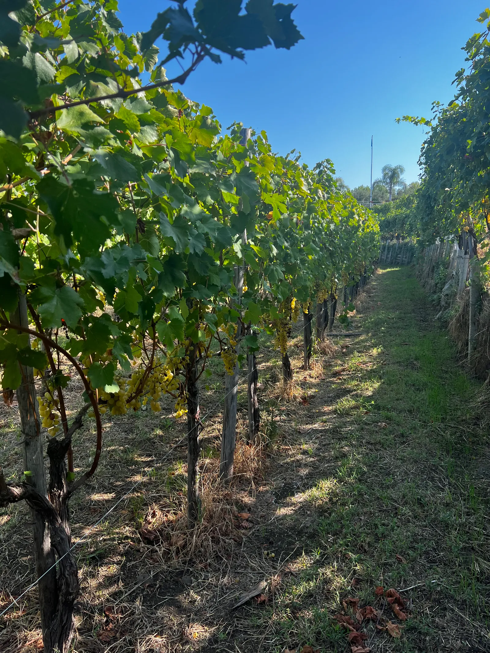 Cantine Olivella 1