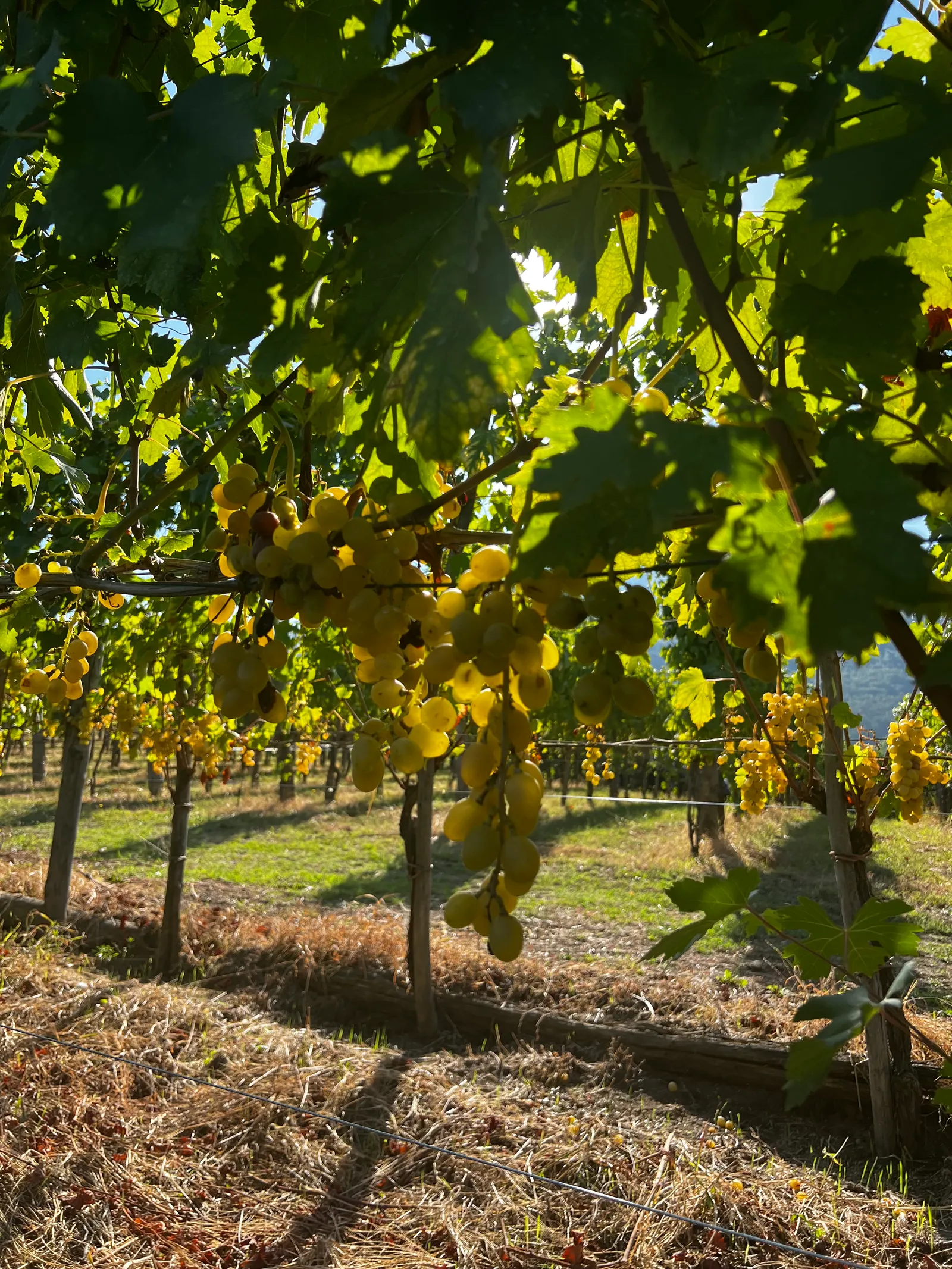Cantine Olivella 2