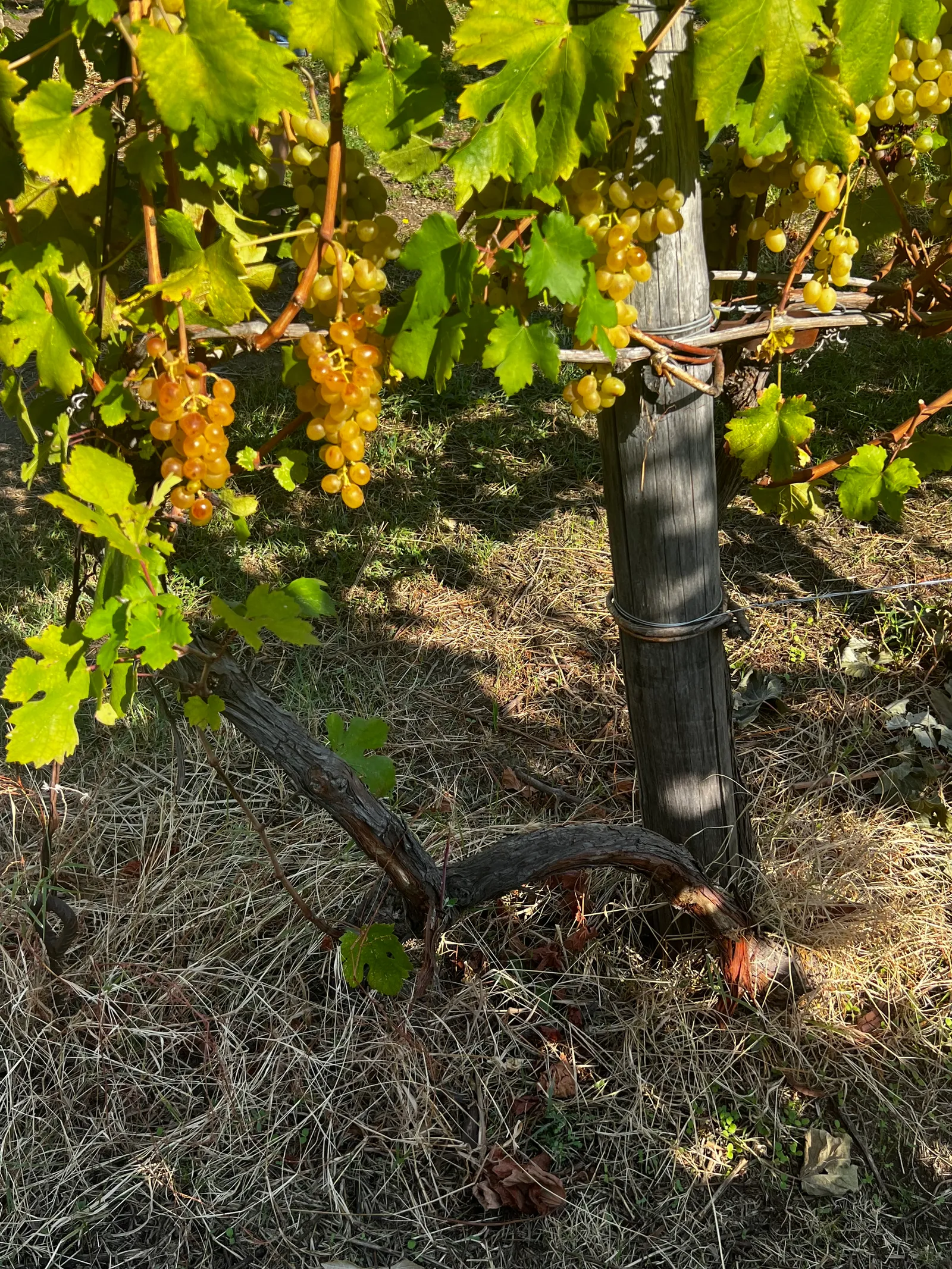 Cantine Olivella 4
