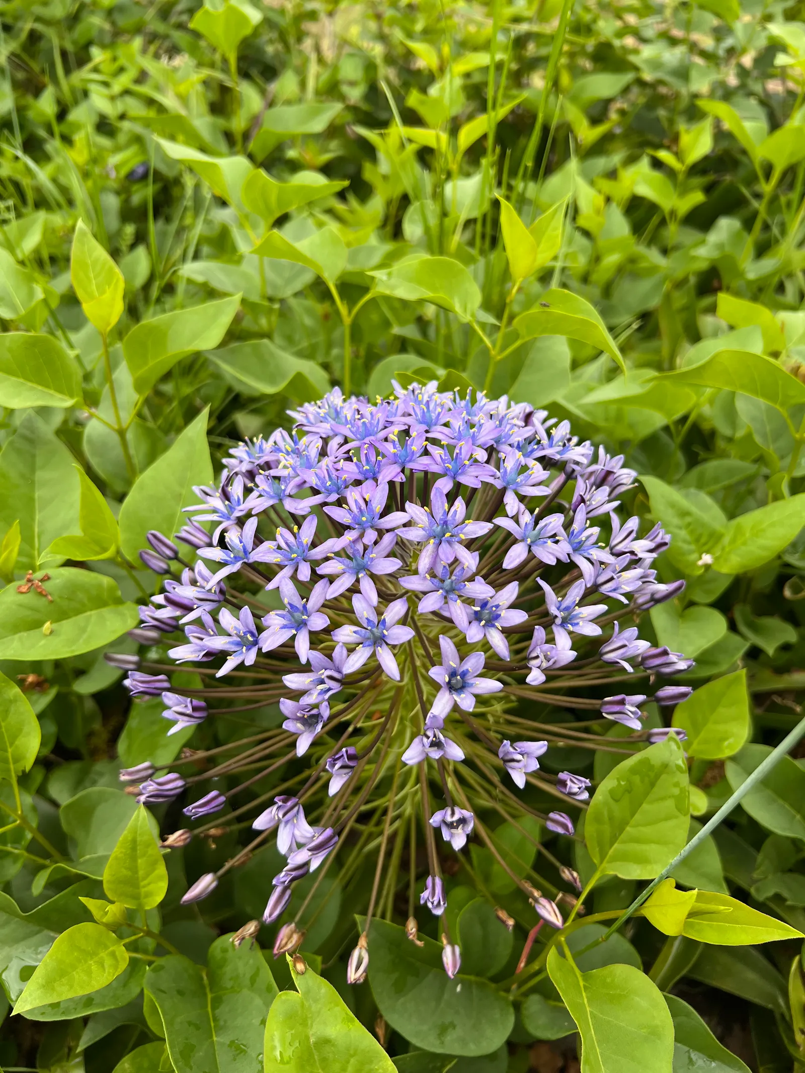 Valcerasa 4